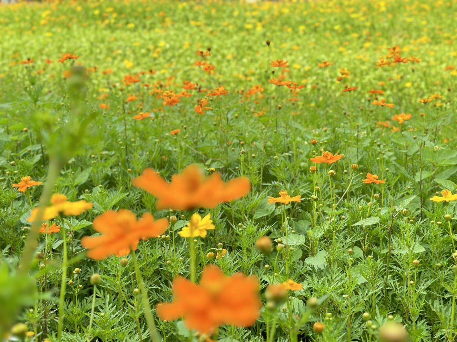 把握賞花良機！中壢「這地方」美拍向日葵、波斯菊花海