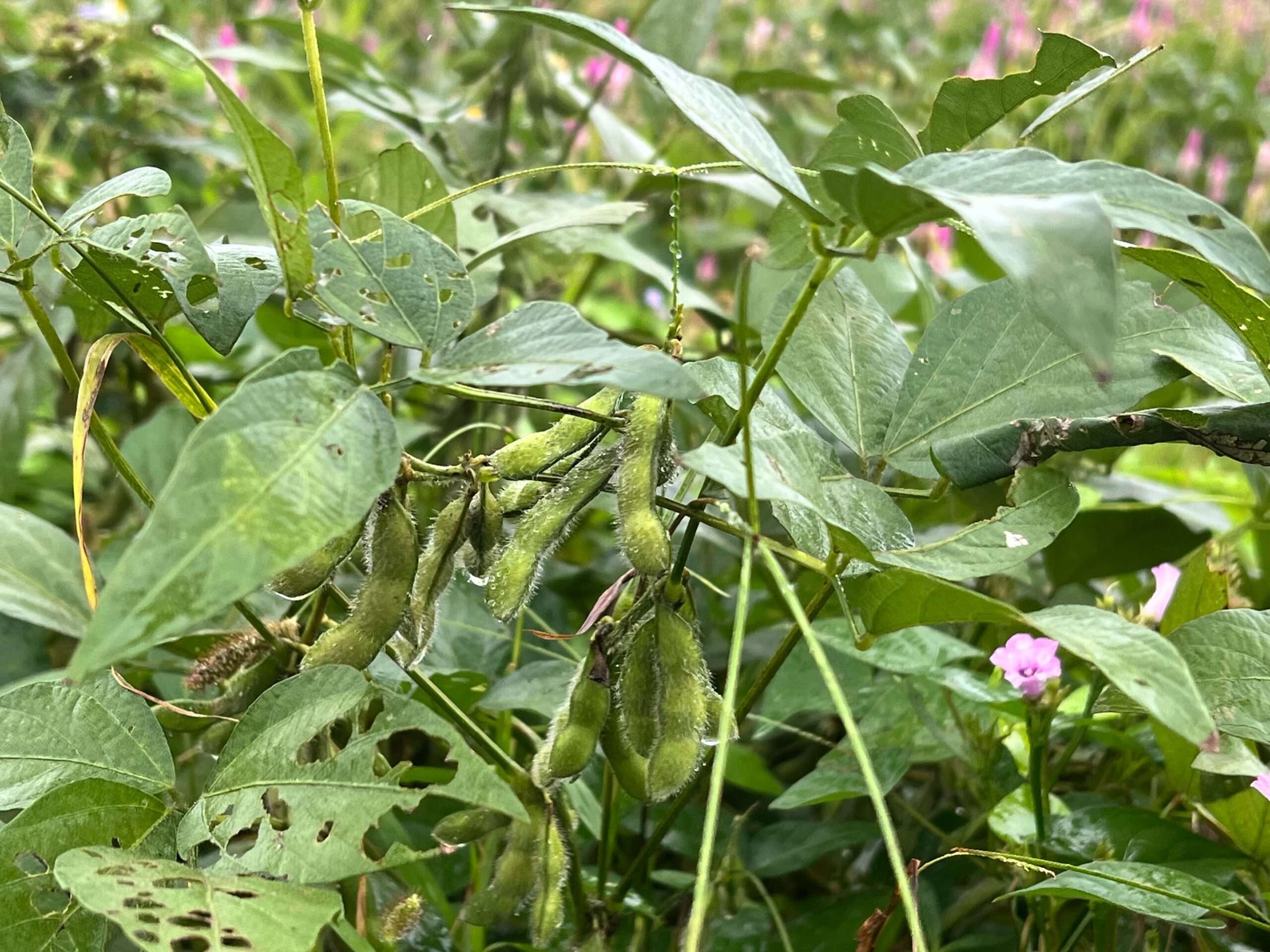 康芮颱風來襲!桃園農業局監控批發市場供應狀況 平均菜價微幅上漲 381787 0 scaled