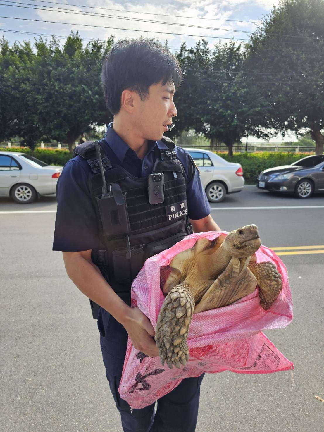 馬路出現龐然大物!蘆竹警助蘇卡達象龜與飼主團聚 522781 0
