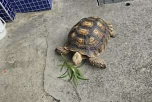 馬路出現龐然大物！蘆竹警助蘇卡達象龜與飼主團聚