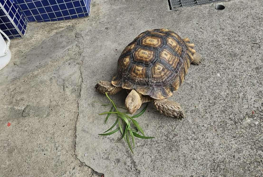 馬路出現龐然大物!蘆竹警助蘇卡達象龜與飼主團聚 522783 0 e1730078126230
