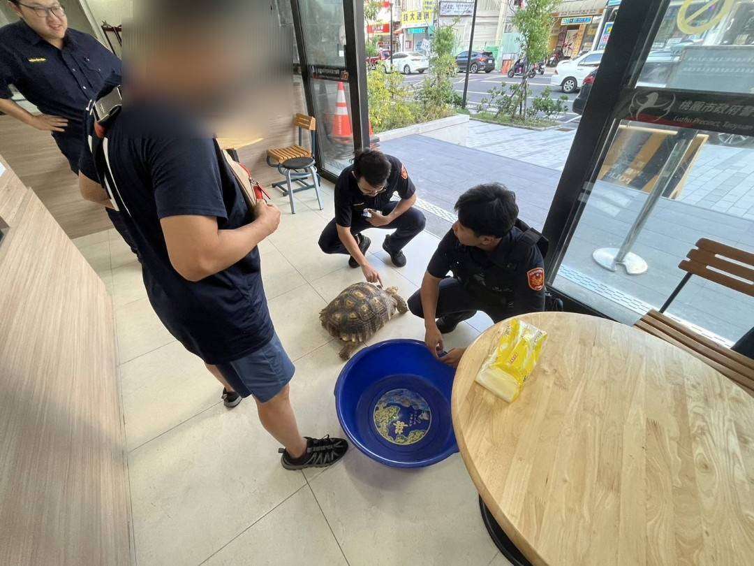 馬路出現龐然大物!蘆竹警助蘇卡達象龜與飼主團聚 522809