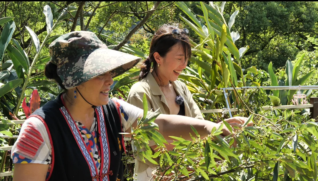 奪金大熱門《ila跟土地學做飯》 第三季再掀文化饗宴解密阿美族長壽秘方 817931 0