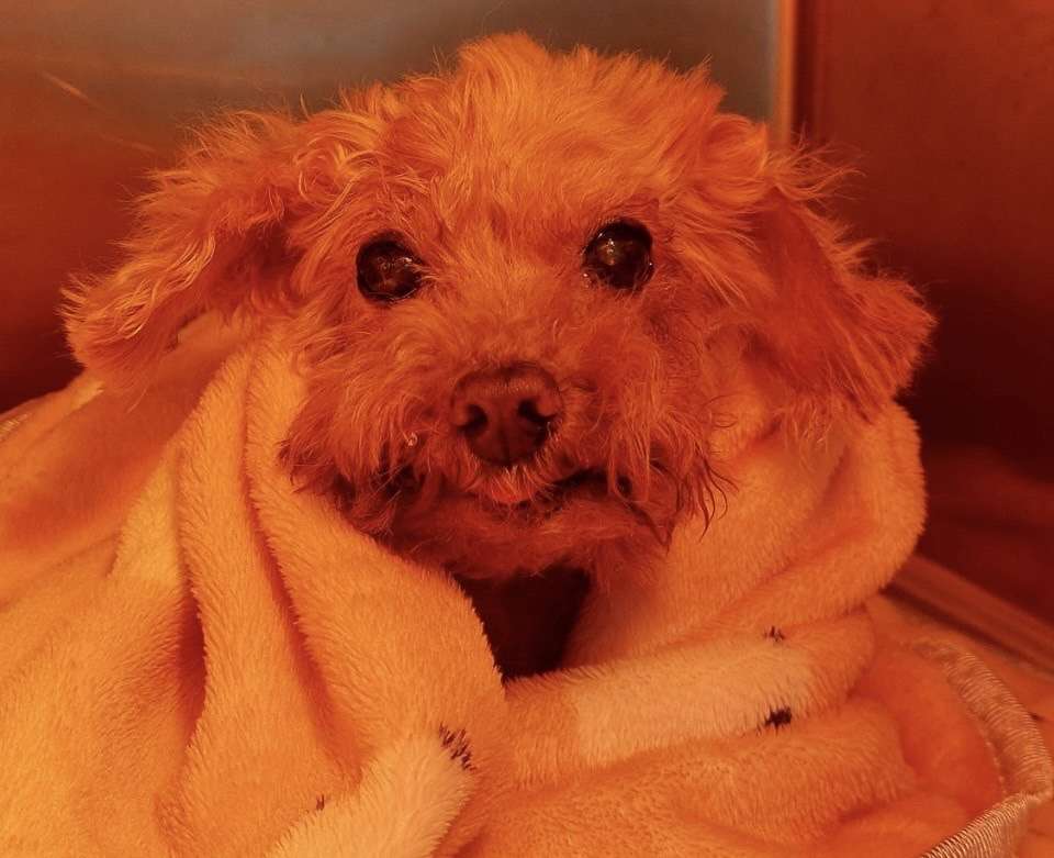 台北犬貓牙科專業推薦 狗狗貓咪洗牙首選 守護毛孩口腔健康 S 13803528
