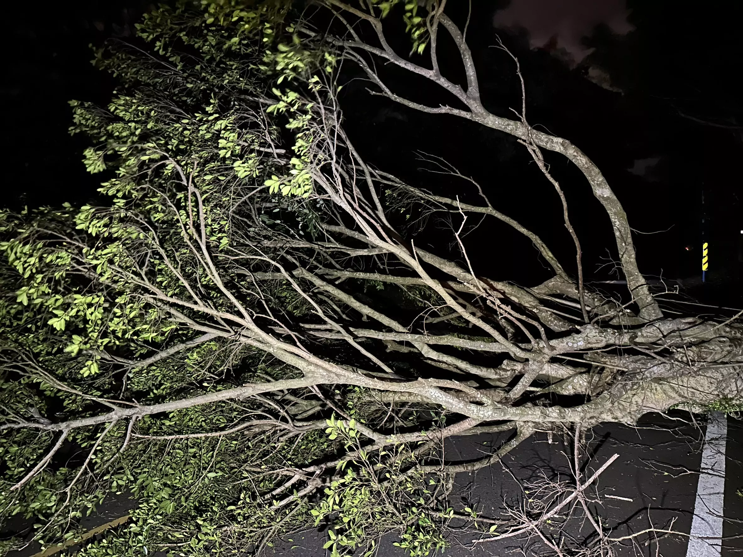 山陀兒挾強風!桃園虎頭山路樹倒塌 桃警火速排除 山陀兒挾強風!桃園虎頭山路樹倒塌 桃警火速排除