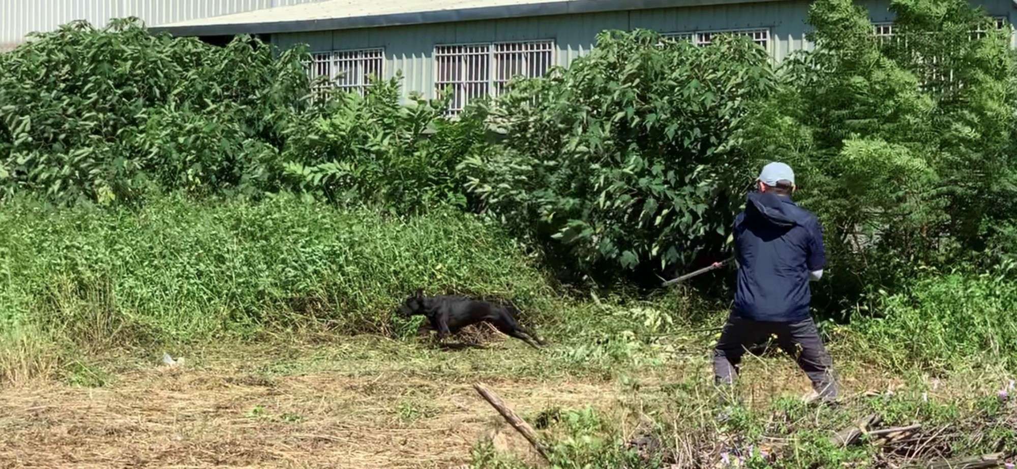 桃園動保處善用AI技術 提升遊蕩犬捕捉效率 S 26624068