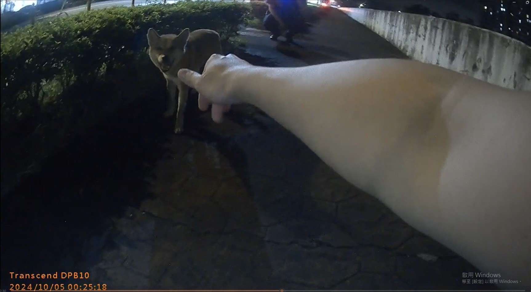 柴犬1原因跑出家門走失 龜山警助其與主人團聚 S 364216336