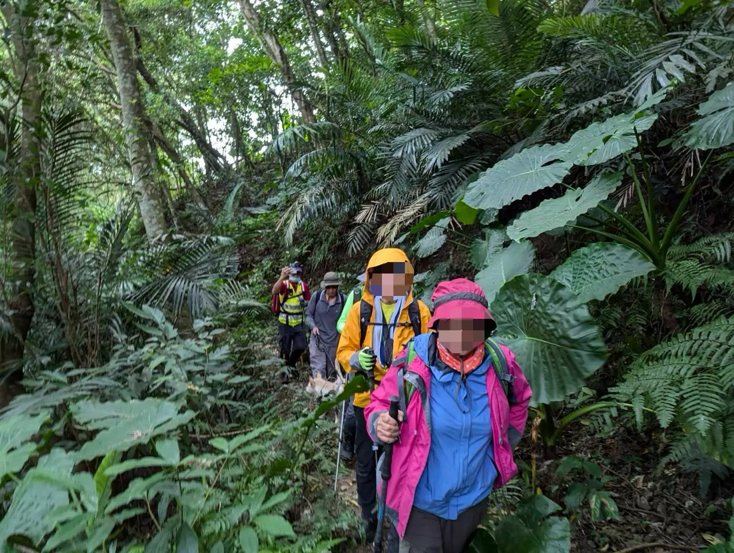 「雙石縱走」驚險蜂群襲擊!桃園消防緊急救援9名登山客 「雙石縱走」驚險蜂群襲擊!桃園消防緊急救援9名登山客