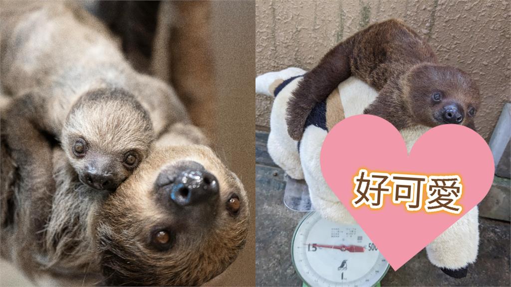 動物園小樹懶用這個量體重 超萌畫面曝光