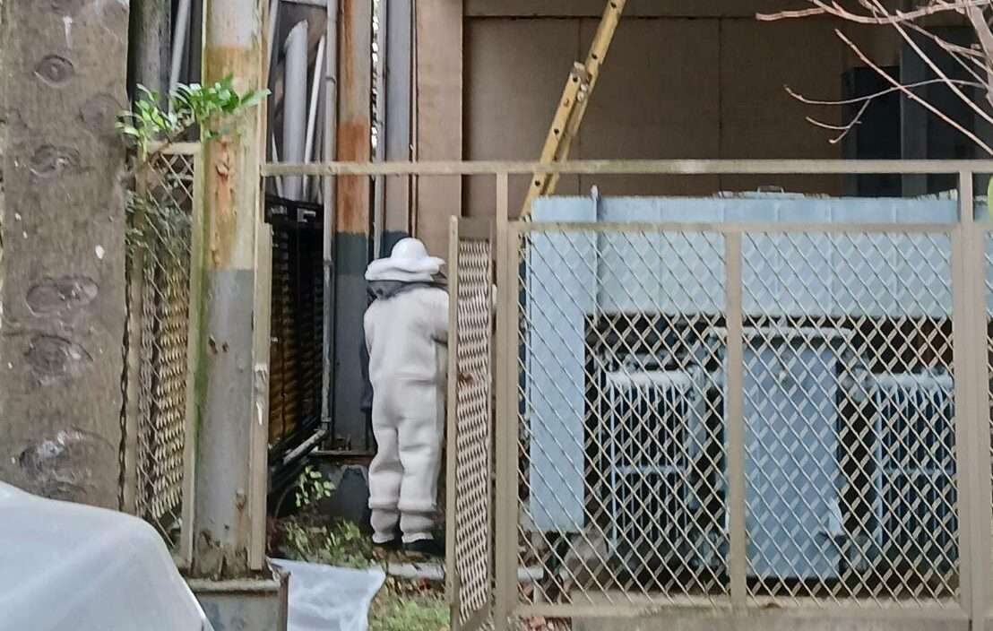 桃園農業局將採購「救命筆」 提升捕蜂捉蛇大隊執勤安全 15974 0 e1731575026508