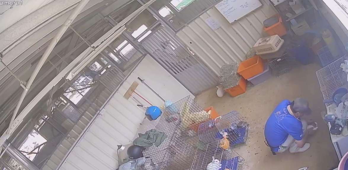 【有片】桃園埔心牧場驚爆虐兔事件 涉案獸醫師自認犯行離職 1730535380726