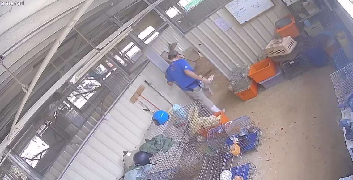 【有片】桃園埔心牧場驚爆虐兔事件 涉案獸醫師自認犯行離職 1730535419605