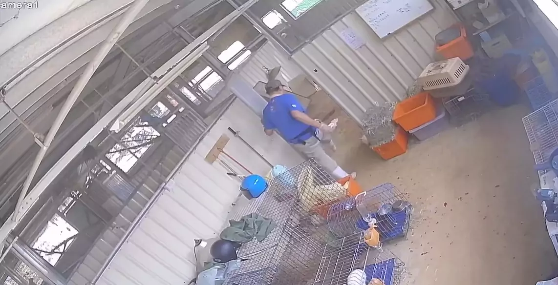【有片】桃園埔心牧場驚爆虐兔事件 涉案獸醫師自認犯行離職 1730535419605