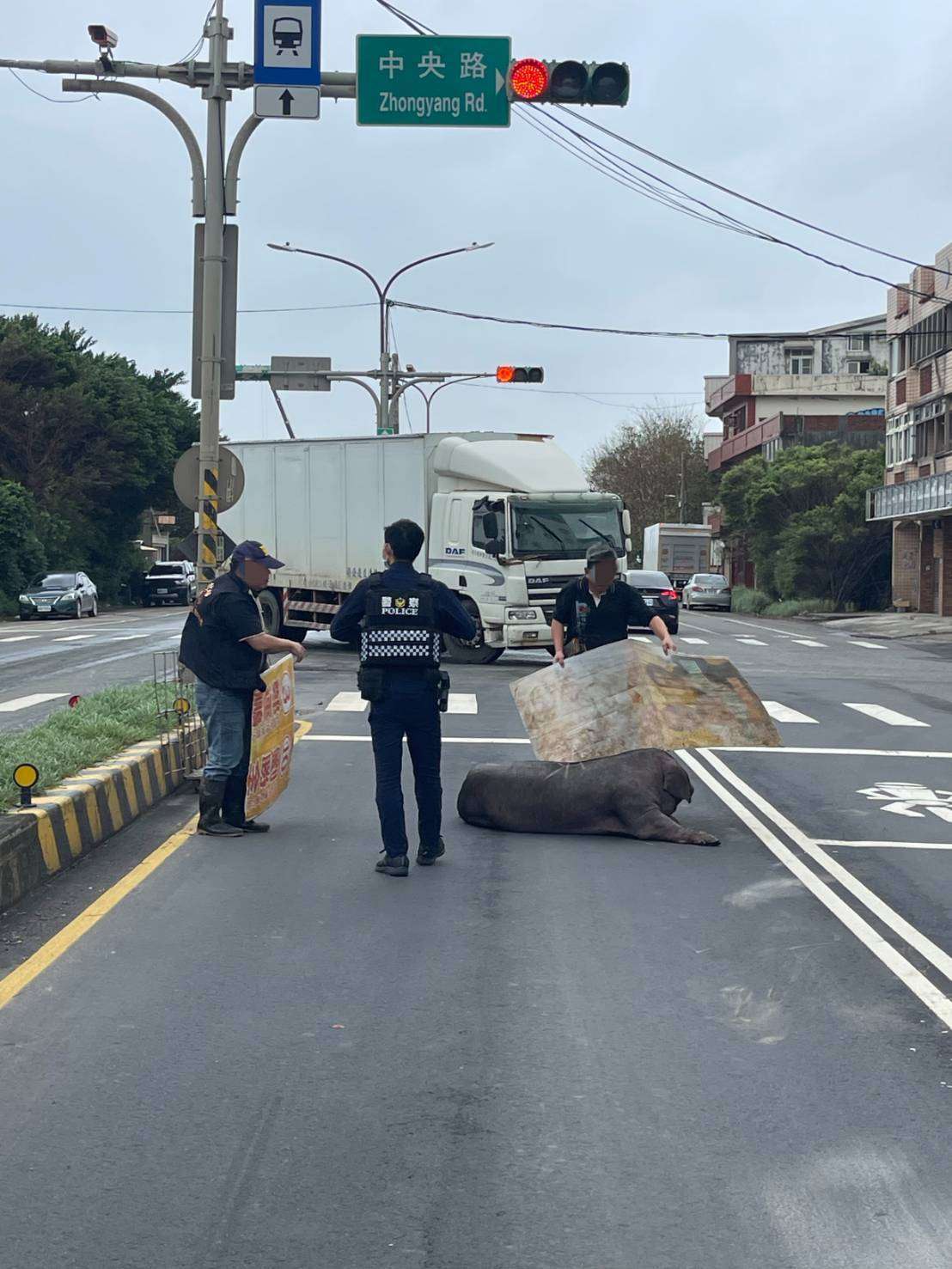 準備前往屠宰場 黑豬掉落路中被捕 309215 0