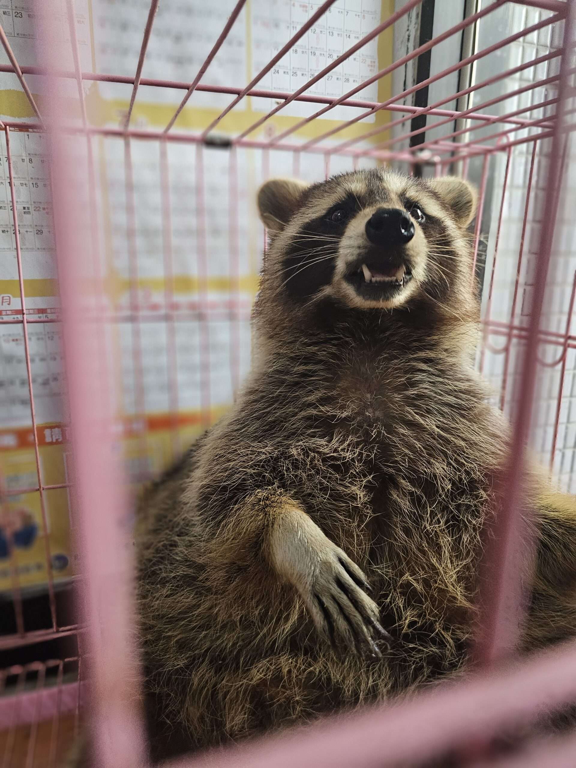 阿嬤養的?超巨大北美浣熊桃園走失 吃OREO前會「轉一轉」 386810 0 scaled