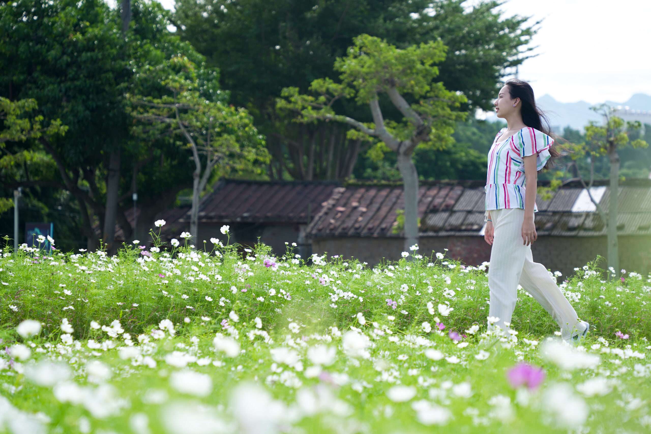 大溪水岸花卉農遊「花彩盛艷」11/16繽紛綻放 浪漫花田超好拍 391539 scaled