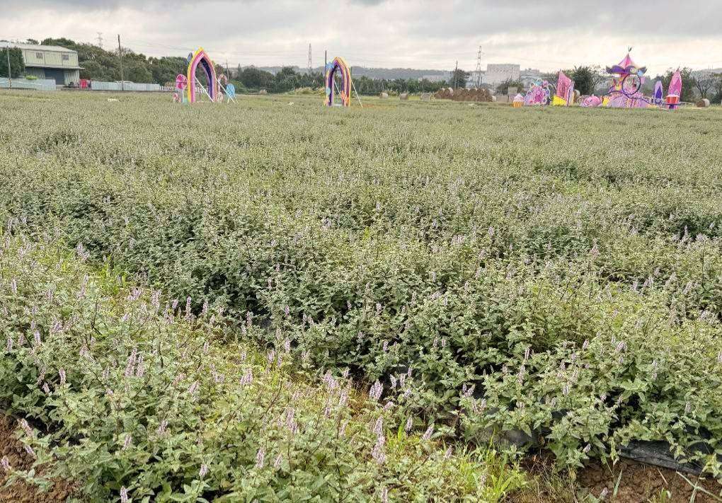 桃園仙草嘉年華11/23起盛大舉行　浪漫花田變身童趣遊樂園