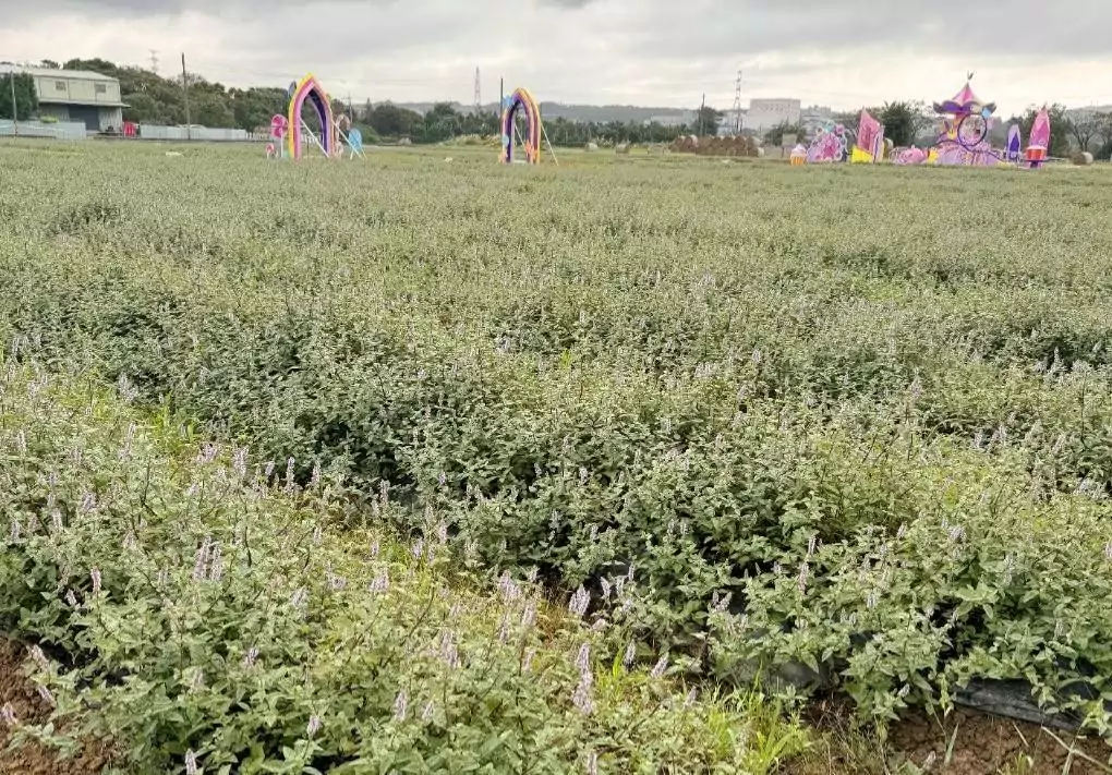 桃園仙草嘉年華11/23起盛大舉行 浪漫花田變身童趣遊樂園 桃園仙草嘉年華11/23起盛大舉行 浪漫花田變身童趣遊樂園