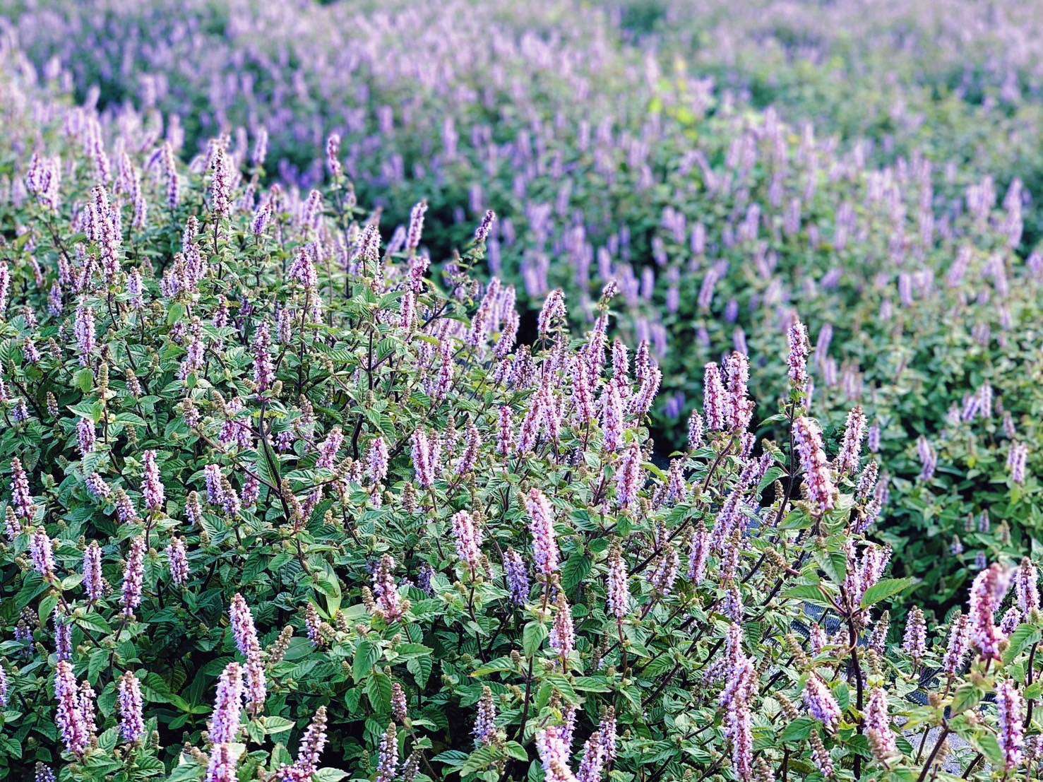 桃園仙草嘉年華熱鬧登場 蘇俊賓讚花海美如普羅旺斯 398801 0