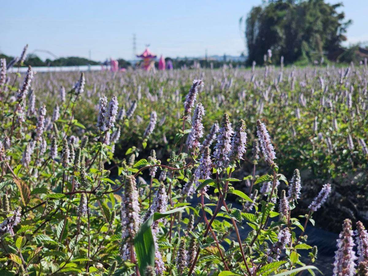 桃園農特產入校園 36校學童開心享用仙草凍 401861
