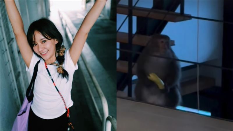 山中豪宅遭猴子闖入 陳意涵:還記得關紗窗也是有禮貌