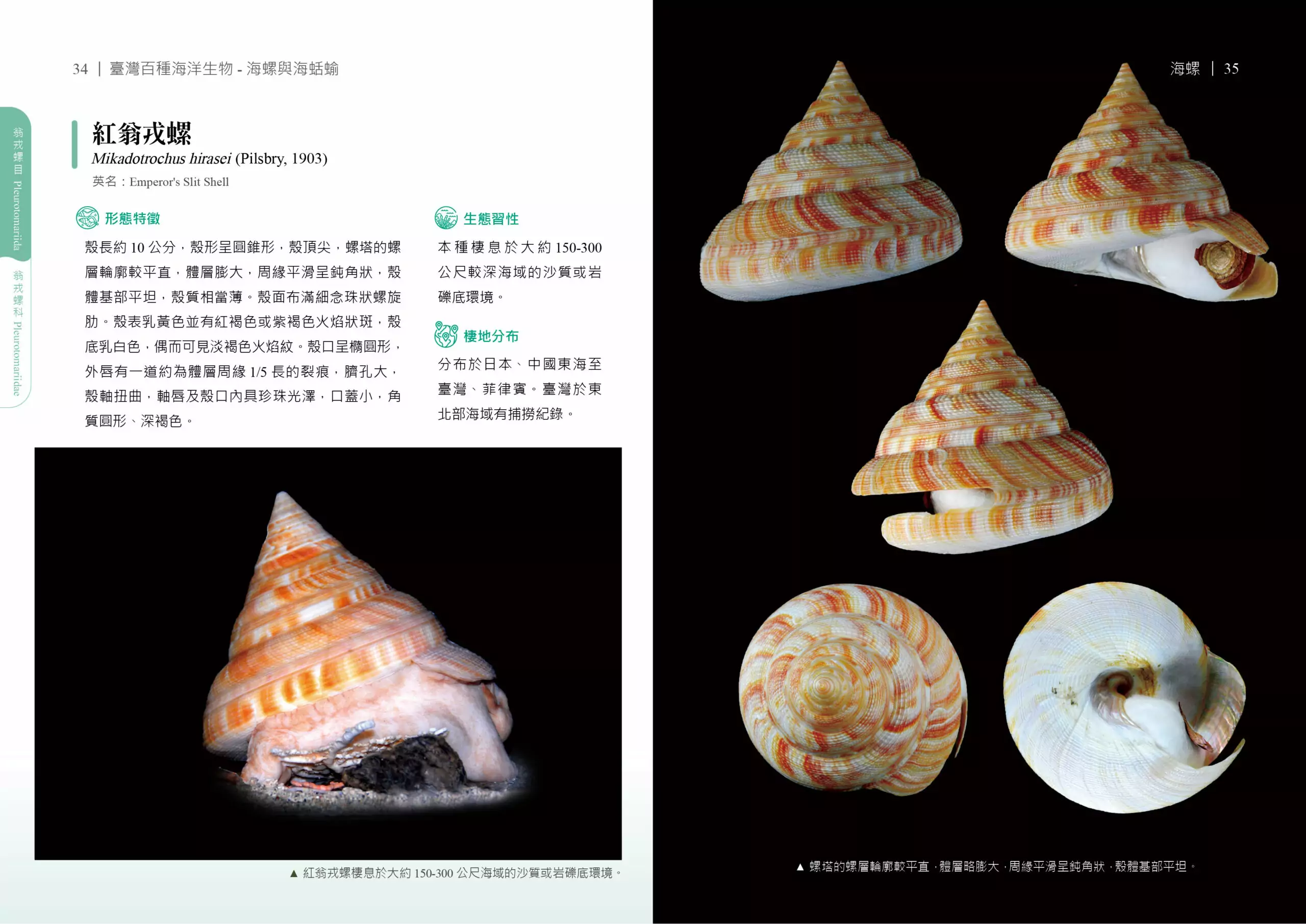 海保署出版 《臺灣百種海洋生物》系列圖鑑第5集 揭開海螺與海蛞蝓神秘面紗 4FFDE4D6 6397 449B B5B2 8CD344F543C0 scaled