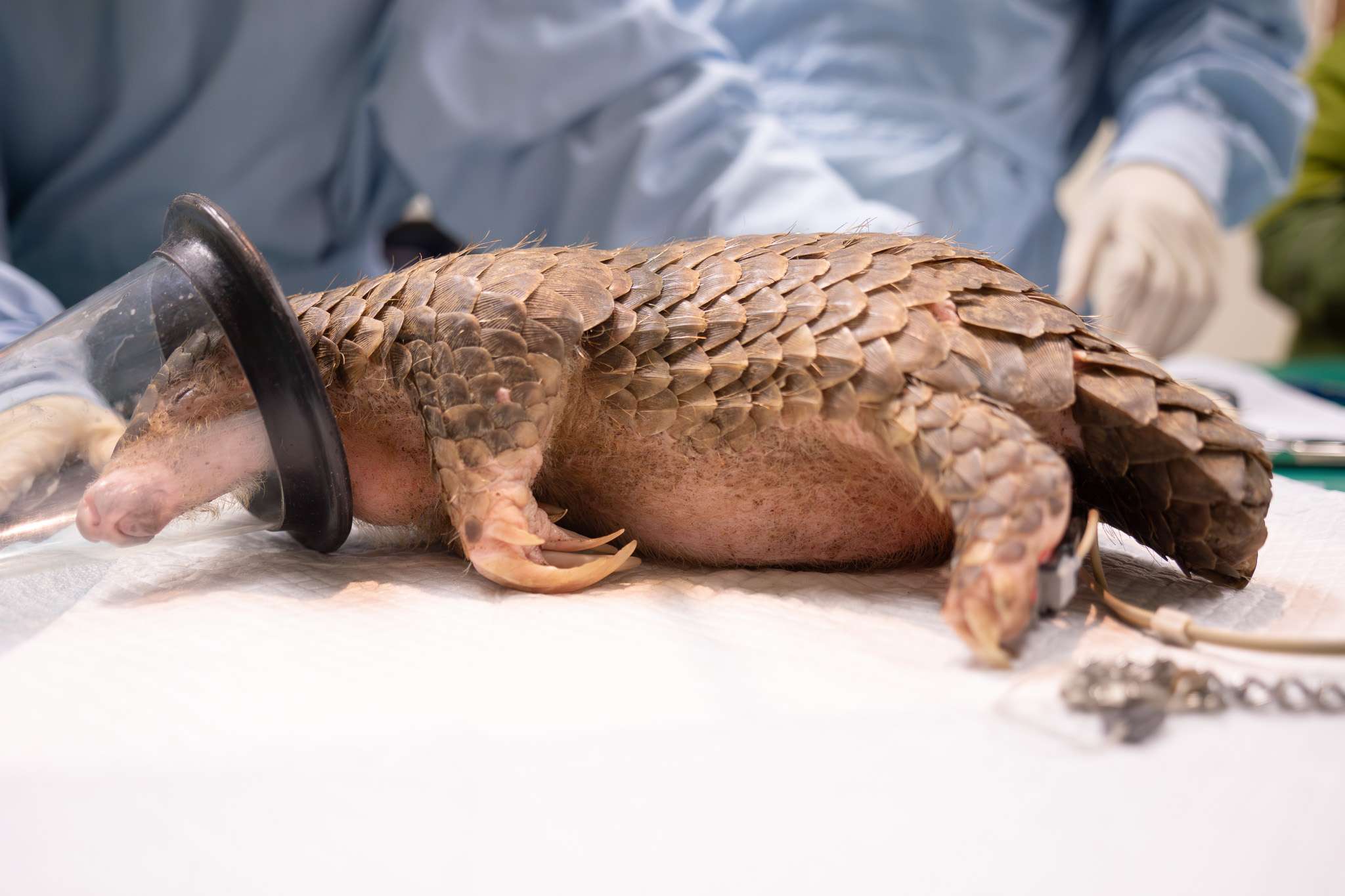 喜迎2穿山甲寶寶誕生 動物園邀你參與命名投票 7945 0