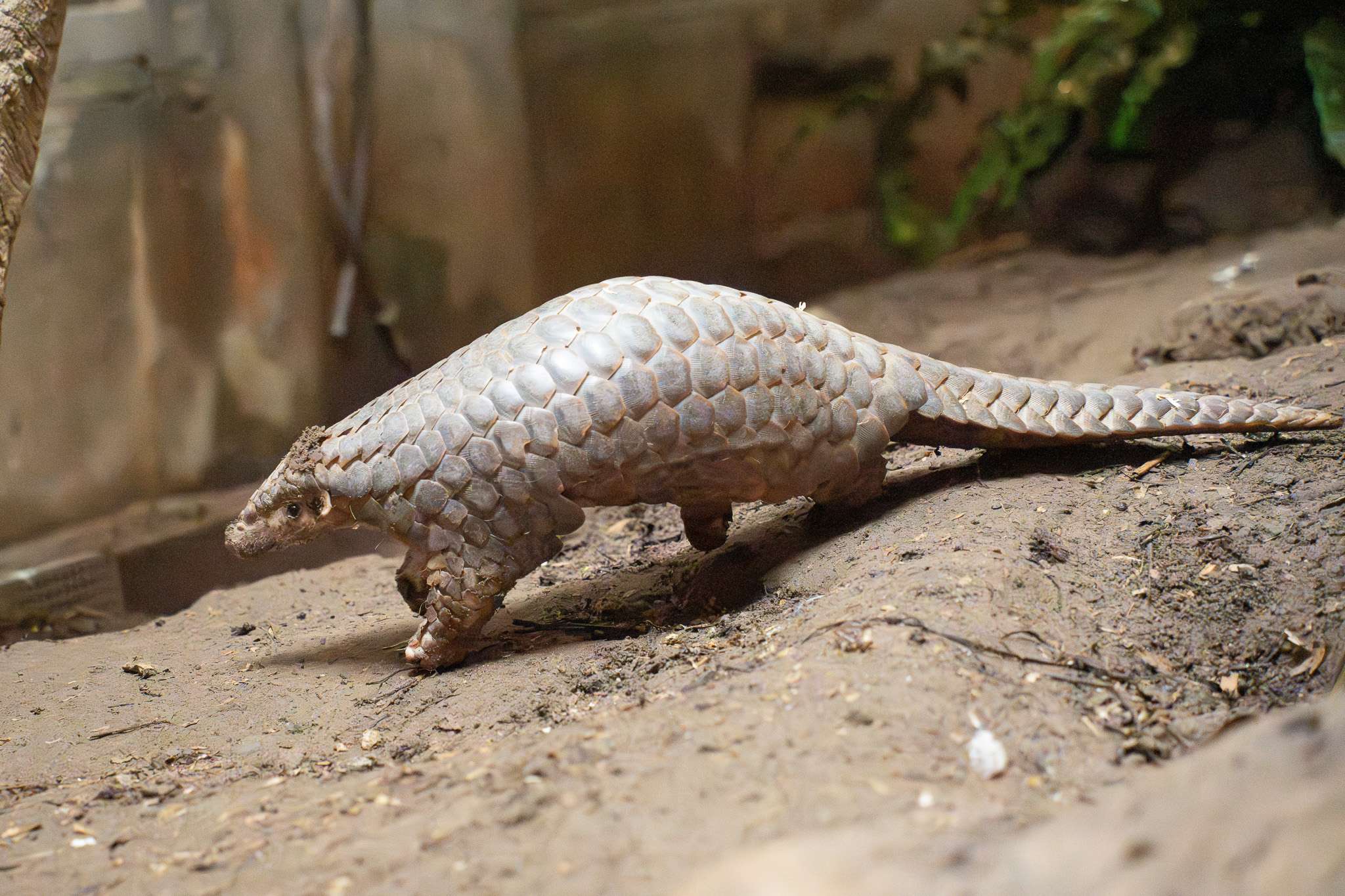 喜迎2穿山甲寶寶誕生 動物園邀你參與命名投票 7948 0