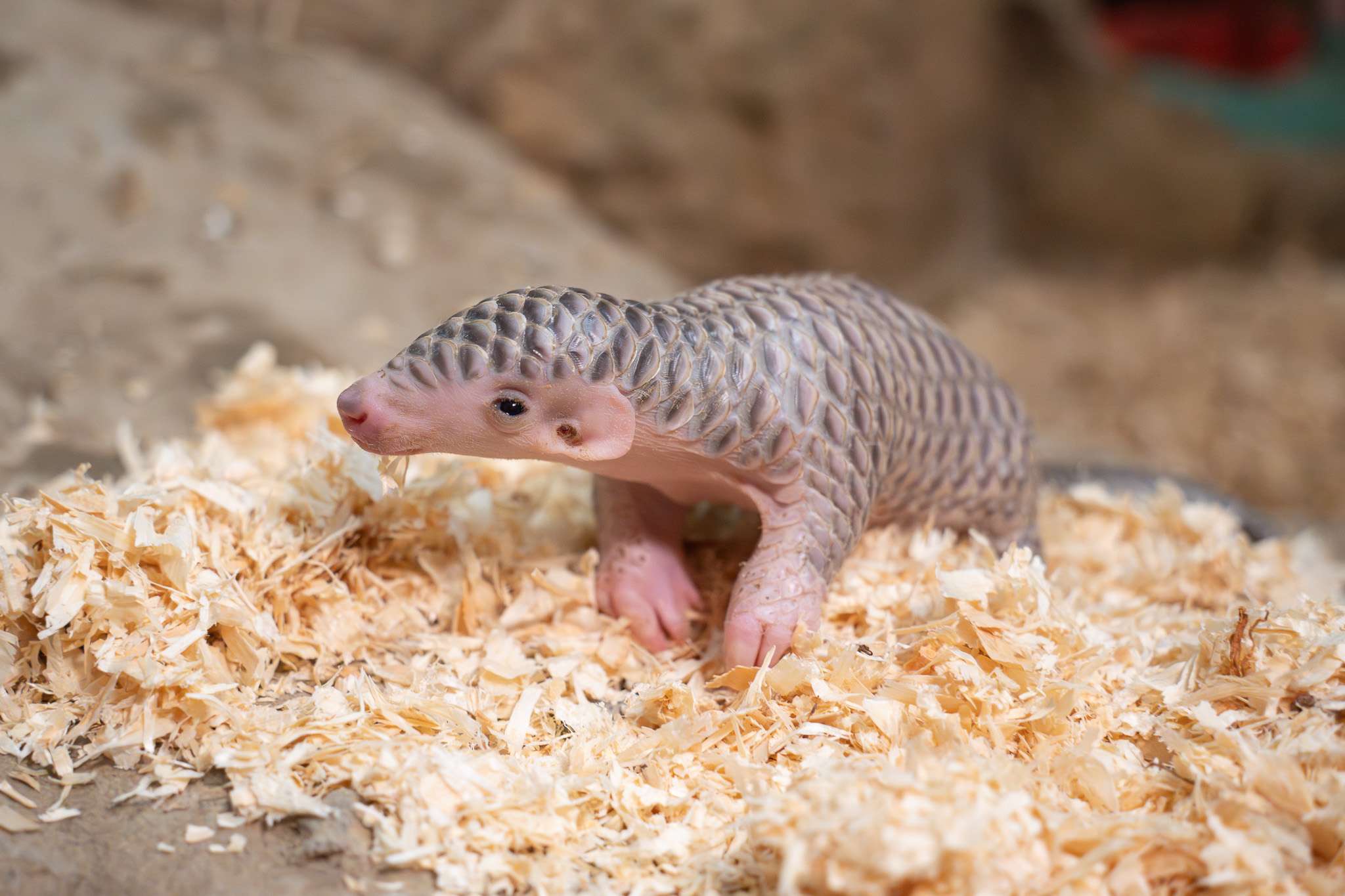 喜迎2穿山甲寶寶誕生 動物園邀你參與命名投票 7950 0
