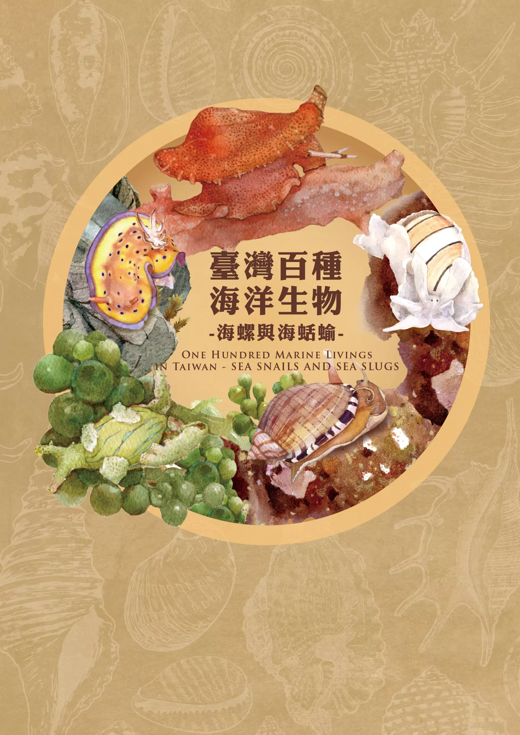 海保署出版 《臺灣百種海洋生物》系列圖鑑第5集 揭開海螺與海蛞蝓神秘面紗 847F9015 60CD 4C66 AECD DA0A3AE8CF95