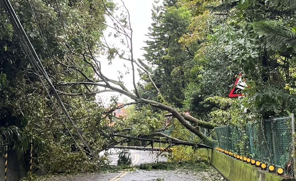 路樹、電桿橫躺阻通行 龜山警提醒用路人改道 8553CD75 2E39 4276 A925 1F2DE1E4251E