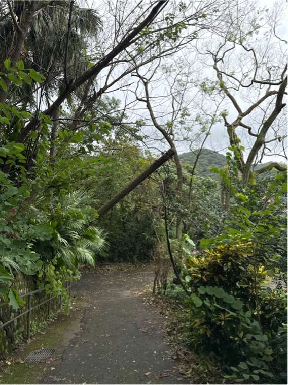 強風豪雨致樹木壓毀電線 台電加速搶修力拚全面復電 S 4087937 0