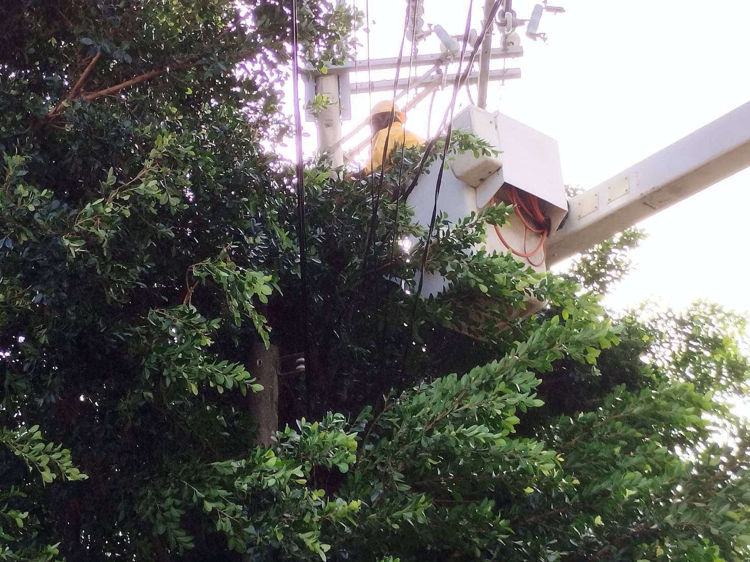 強風豪雨致樹木壓毀電線 台電加速搶修力拚全面復電 S 4087938