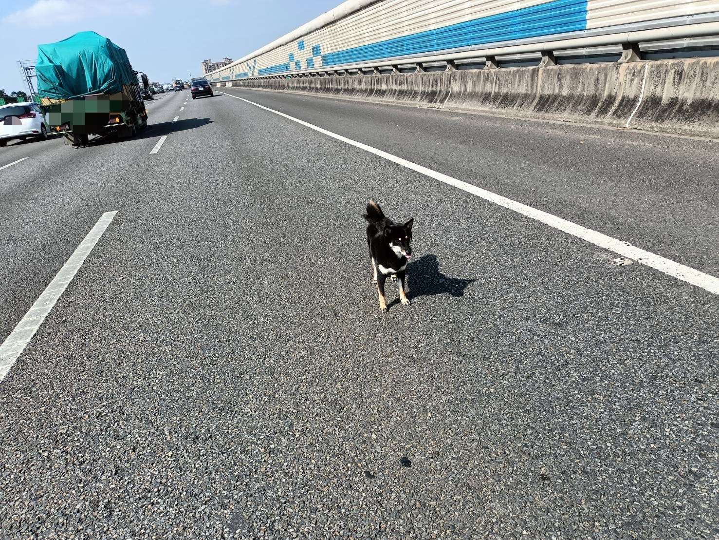 超驚險!國道2號兩車碰撞 愛犬衝出亂竄警急圍捕 S 42680416