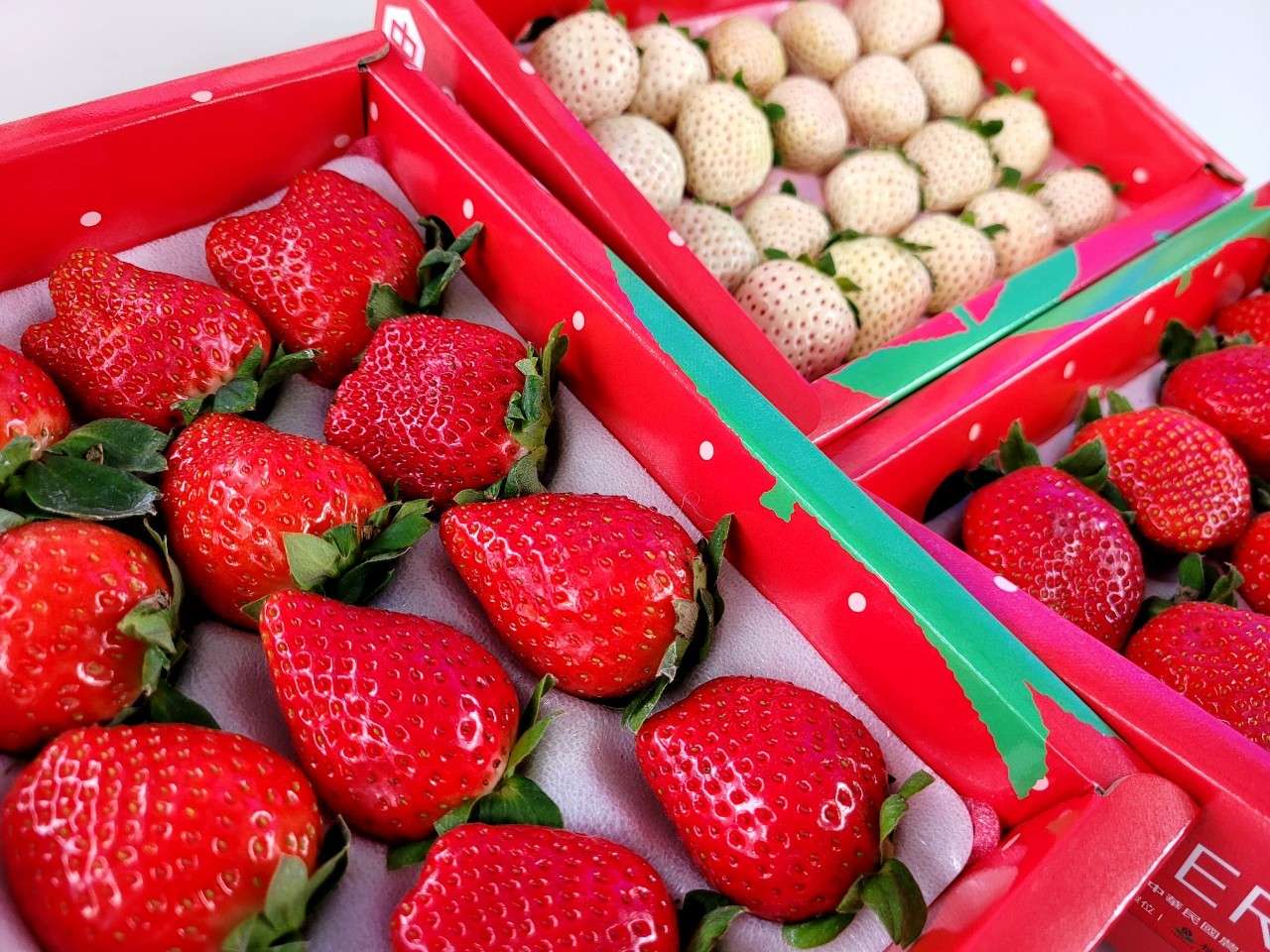 中壢草莓種植面積擴增 桃園農業局多管齊下行銷