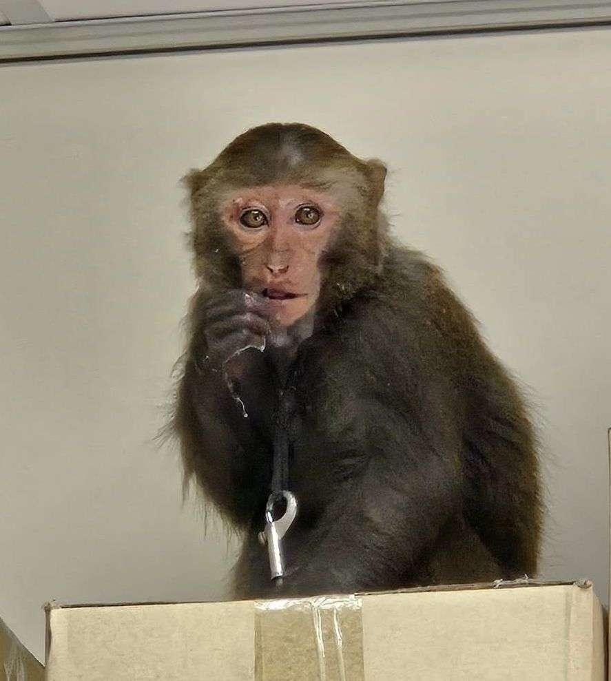辦公室打卡上班?台灣獼猴趴趴走 桃園農業局已捕獲 433018
