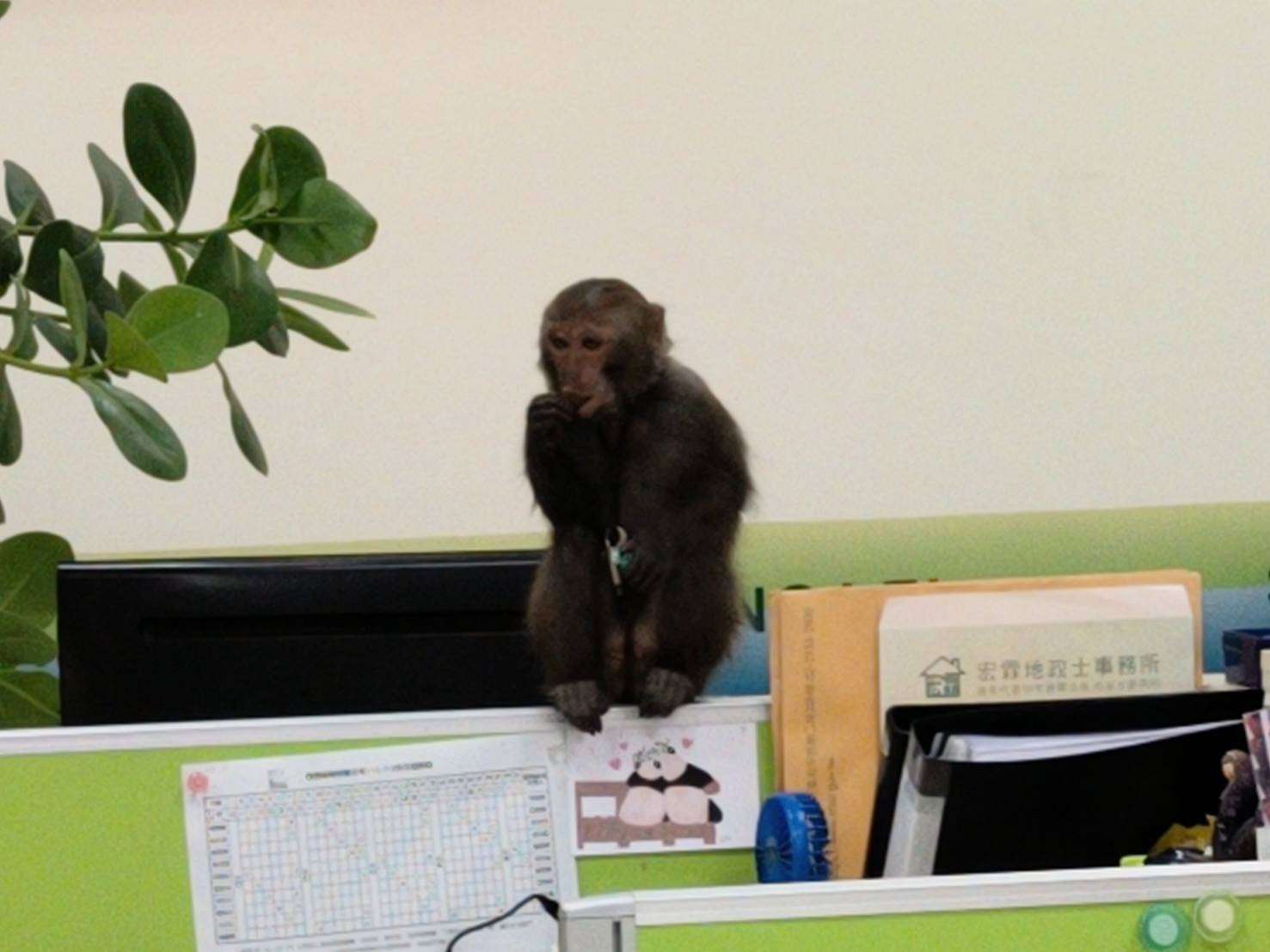 辦公室打卡上班?台灣獼猴趴趴走 桃園農業局已捕獲 433020 0