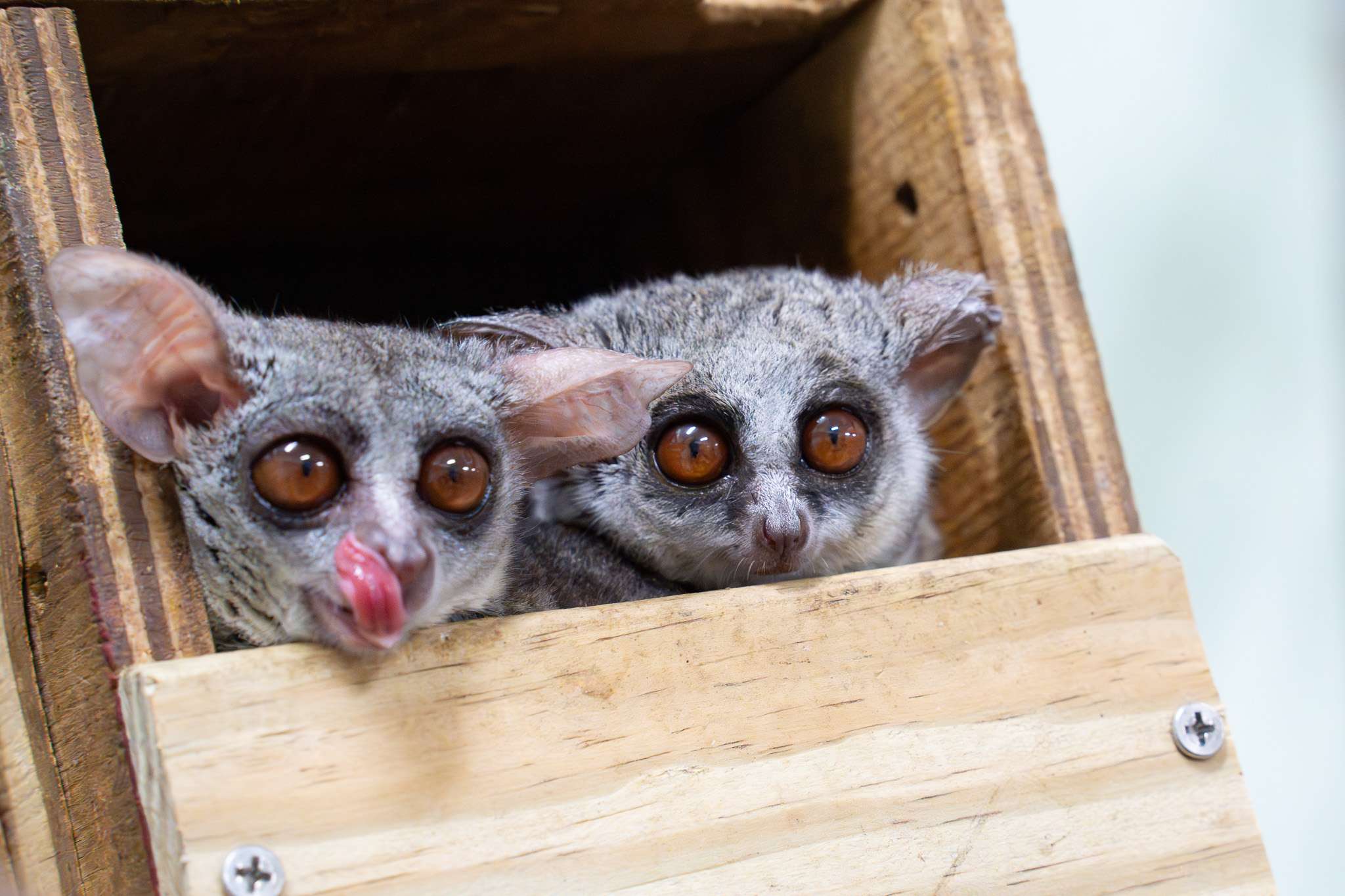 動物園迎嬰猴5兄弟 入住穿山甲館展開新生活 647 0