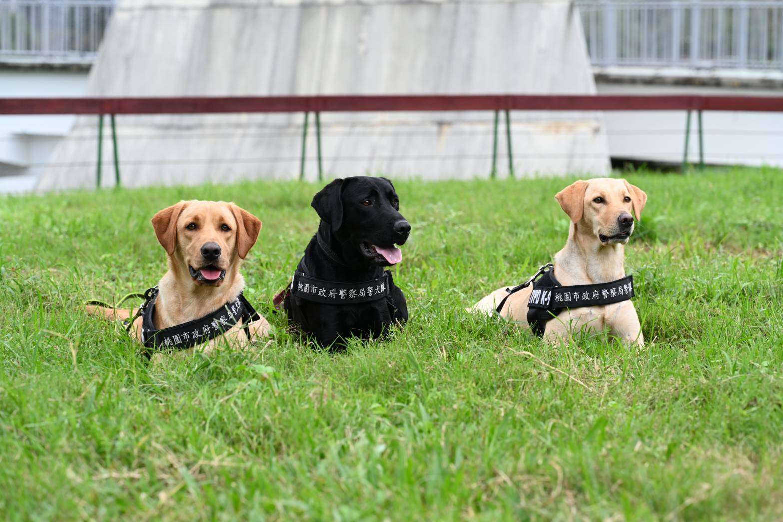 桃園警犬隊正式成軍　協助緝毒偵蒐、反恐防爆