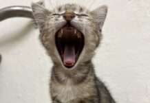 【有片】桃園分局收編新成員!聖誕節前夕獲「專屬制服」萌樣曝光