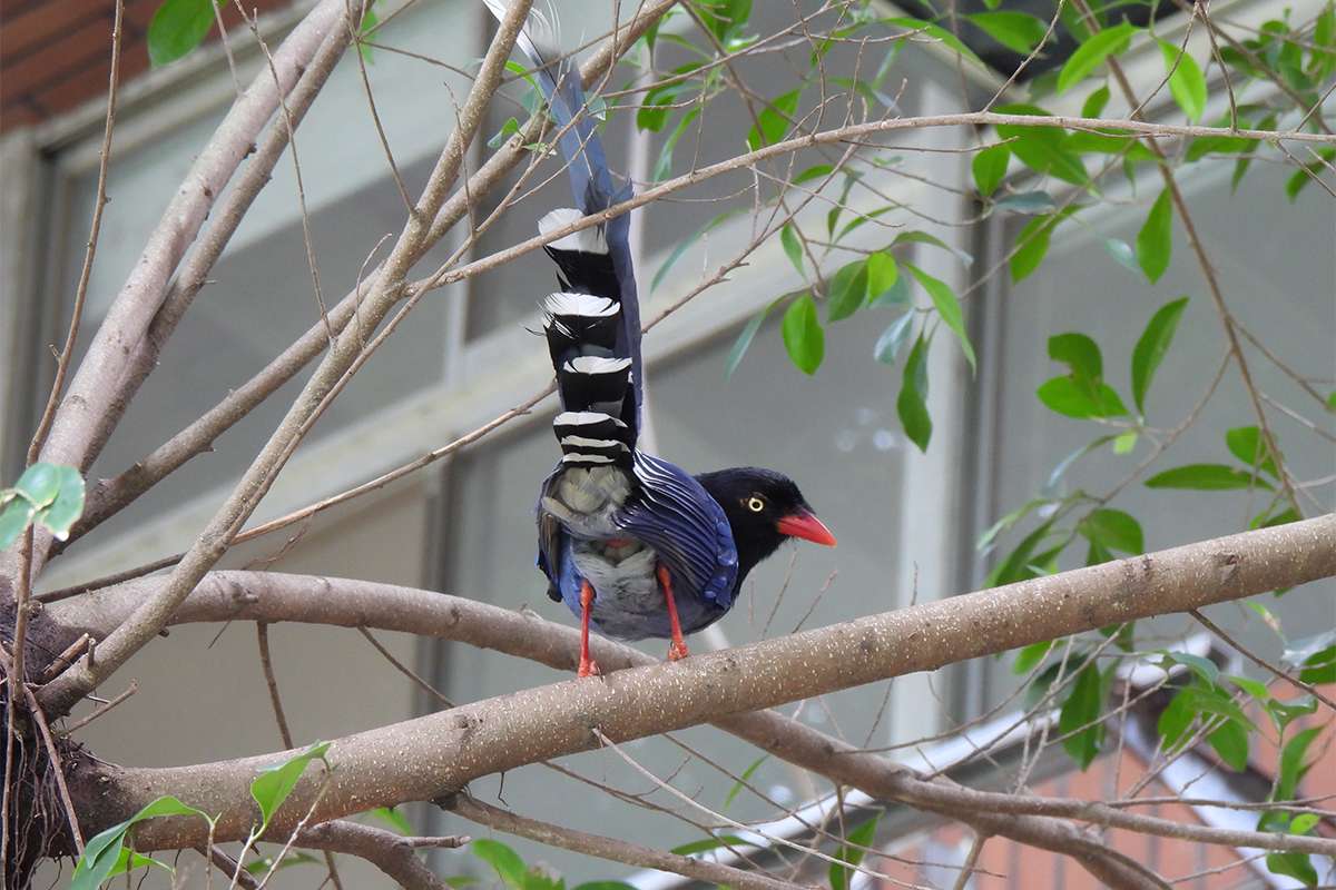 臺灣藍鵲、五色鳥現蹤校園 中央大學動物生態調查結果出爐 1140108 001
