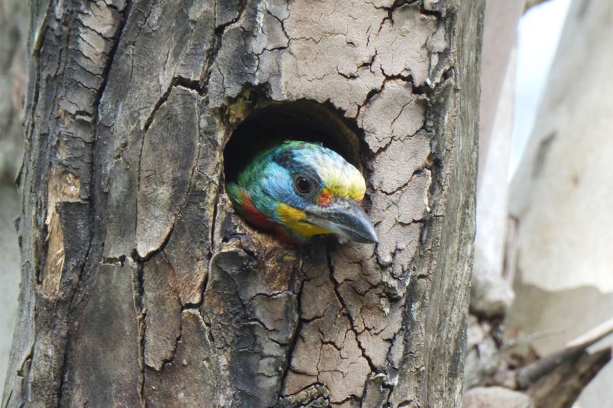 臺灣藍鵲、五色鳥現蹤校園 中央大學動物生態調查結果出爐 1140108 002