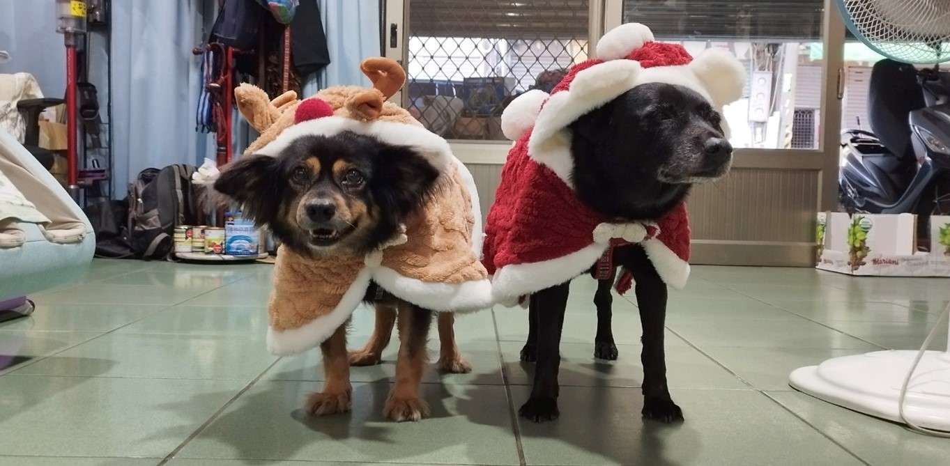 2校犬相伴龍岡國小14年 全校師生齊聚禮堂送生日祝福 116790 0
