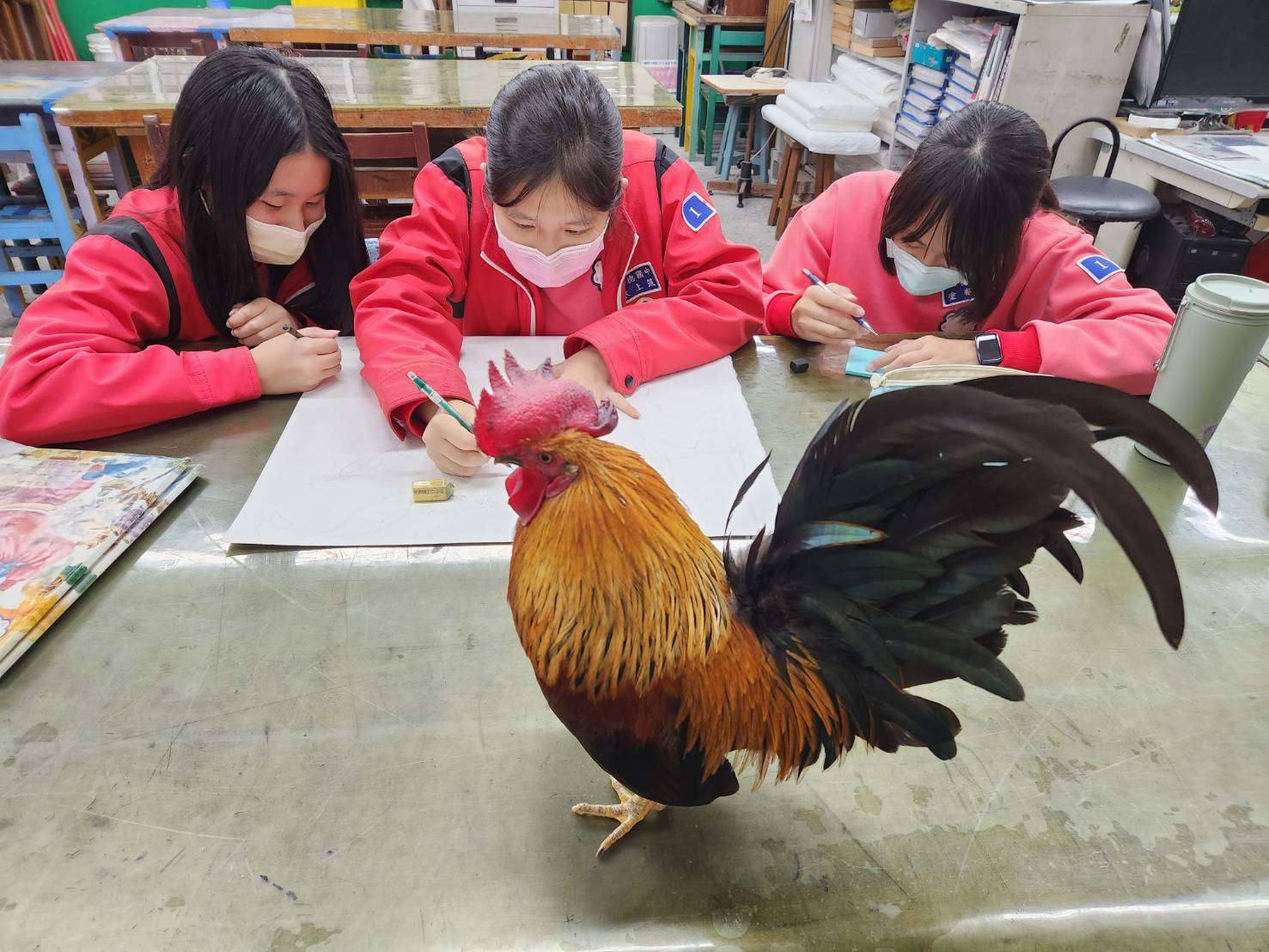 桃園八德國中校雞「副校長阿福」失蹤 師生尋雞2個多月未果 119338 0