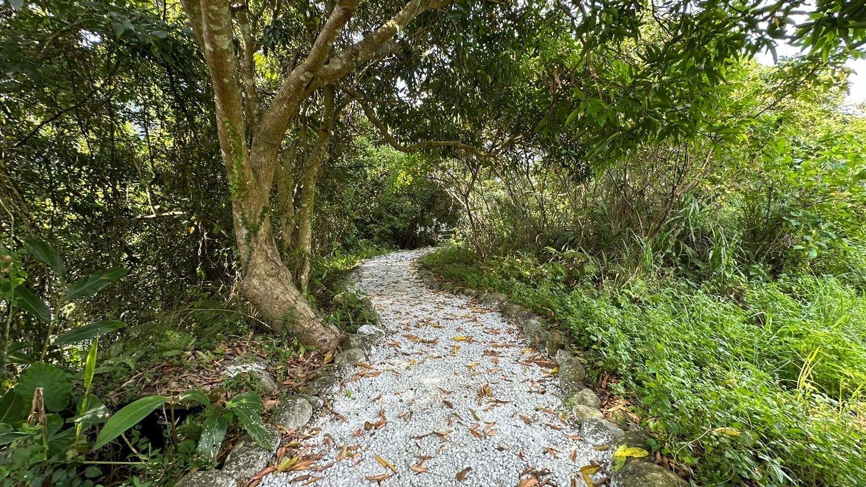 桃園復興溪口部落 新溪口吊橋串聯山林美景 體驗原住民風情 163896 0