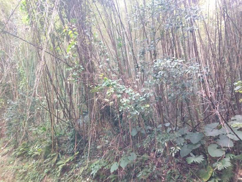 桃園農業局推動復興區老化竹林更新 落實永續發展 416756