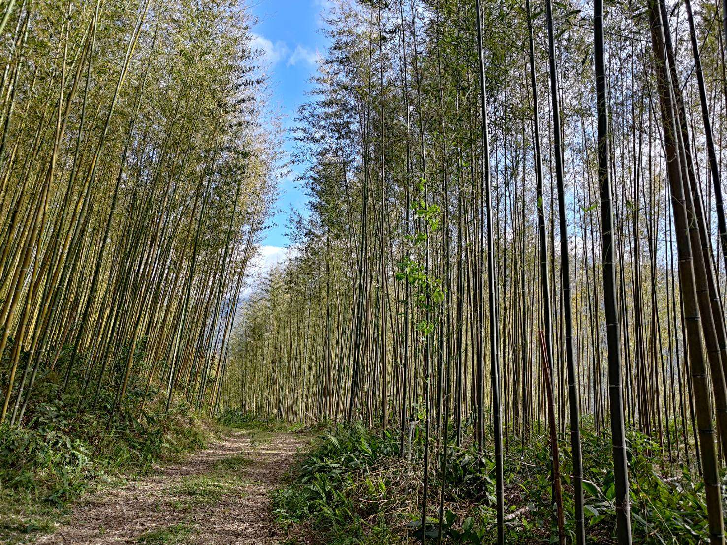 桃園農業局推動復興區老化竹林更新 落實永續發展 416759