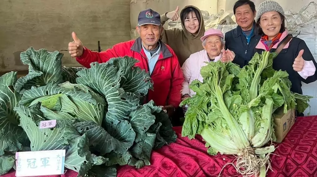 楊梅農民節大會登場 巨型芥菜、高麗菜超吸睛 423628