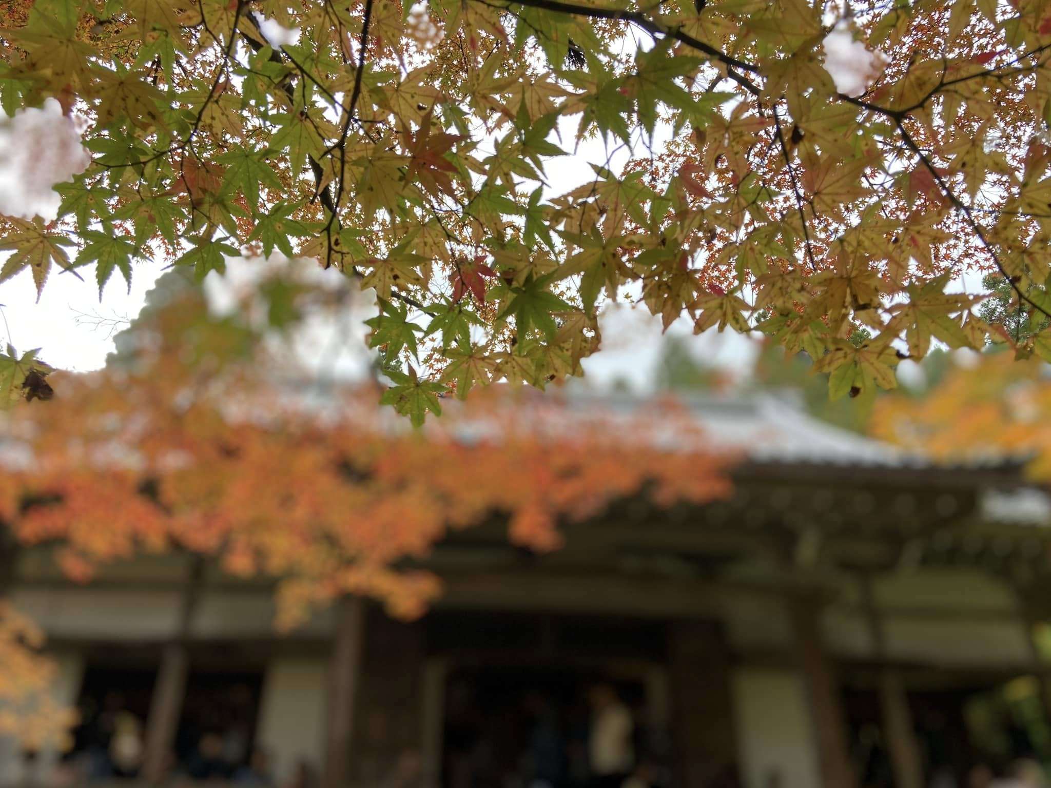 副刊/大原三千院,寂光院 44
