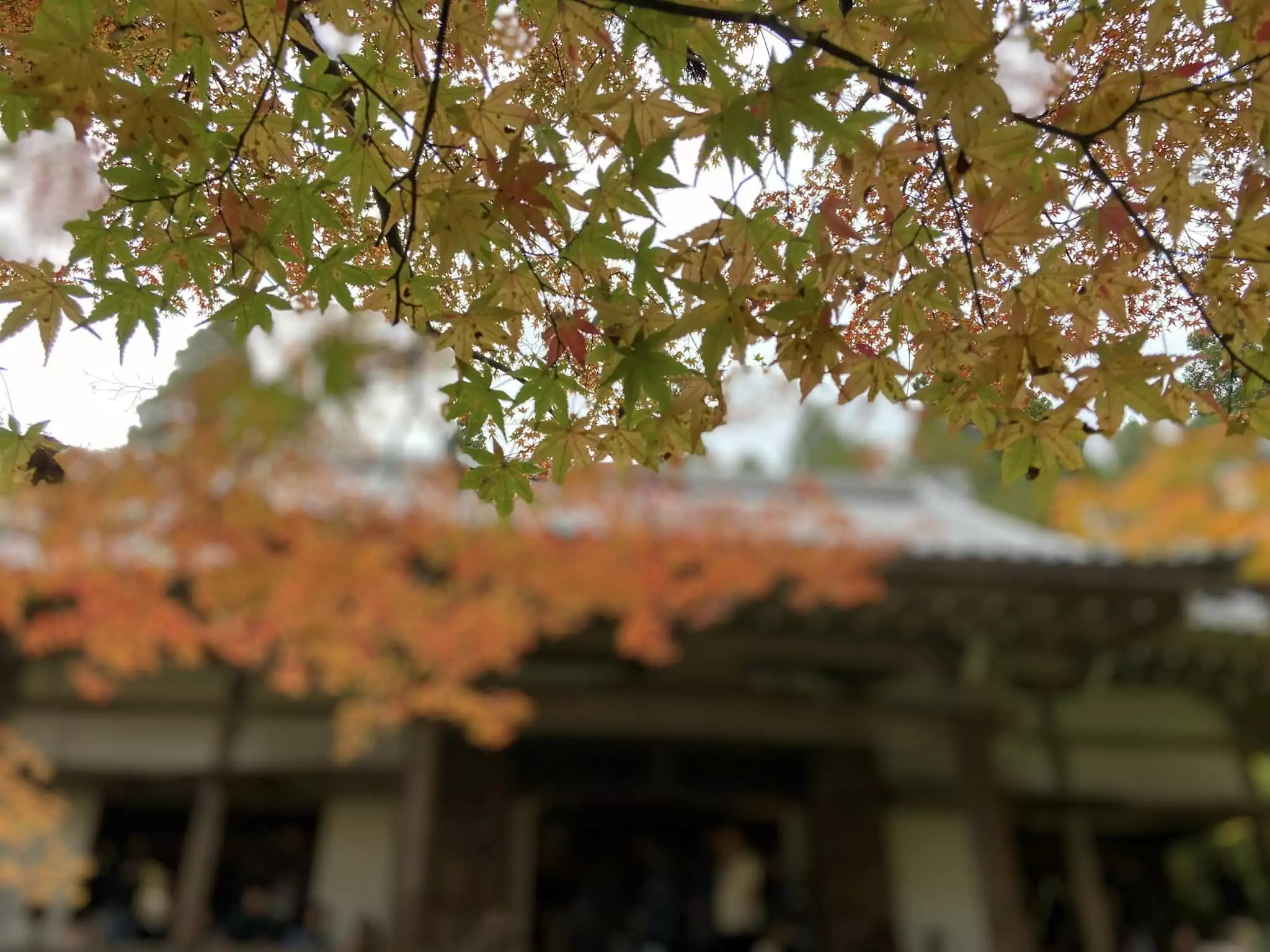 副刊/大原三千院,寂光院 副刊/大原三千院,寂光院